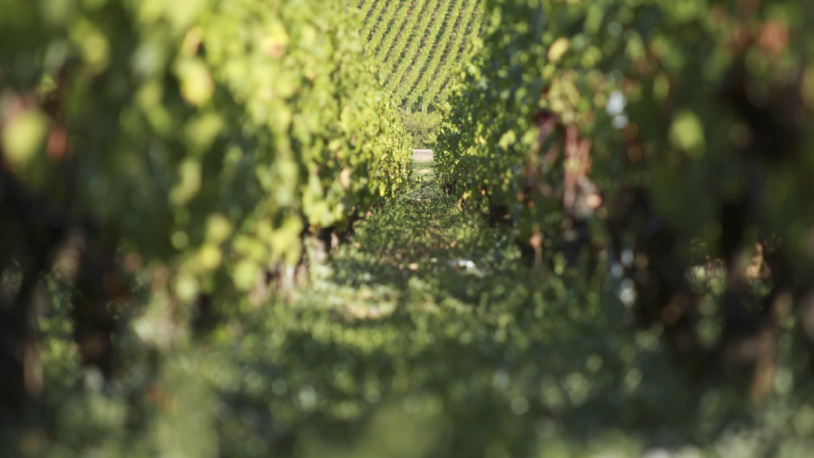 vinesime_banner3